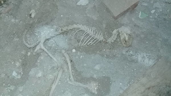 В Узбекистане во время ремонта дома нашли скелет, напоминающий динозавра. 15111.jpeg В Узбекистане во время ремонта дома нашли скелет, напоминающий динозавра. 15111.jpeg