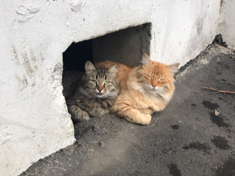 Кошкам создадут условия для жизни в подвалах. 15492.jpeg Кошкам создадут условия для жизни в подвалах. 15492.jpeg